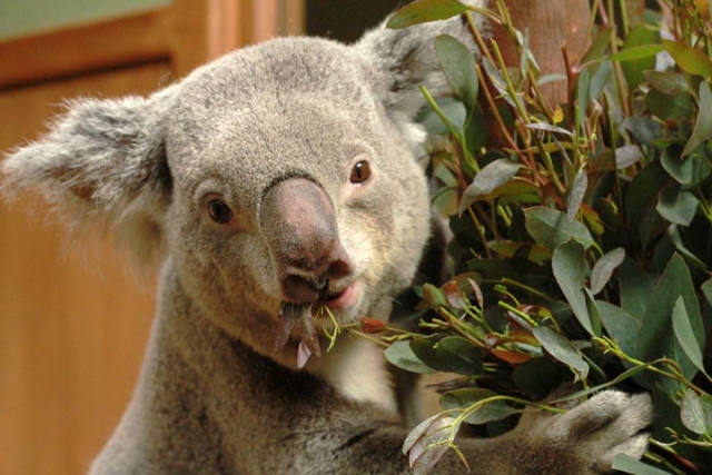  Koalas 